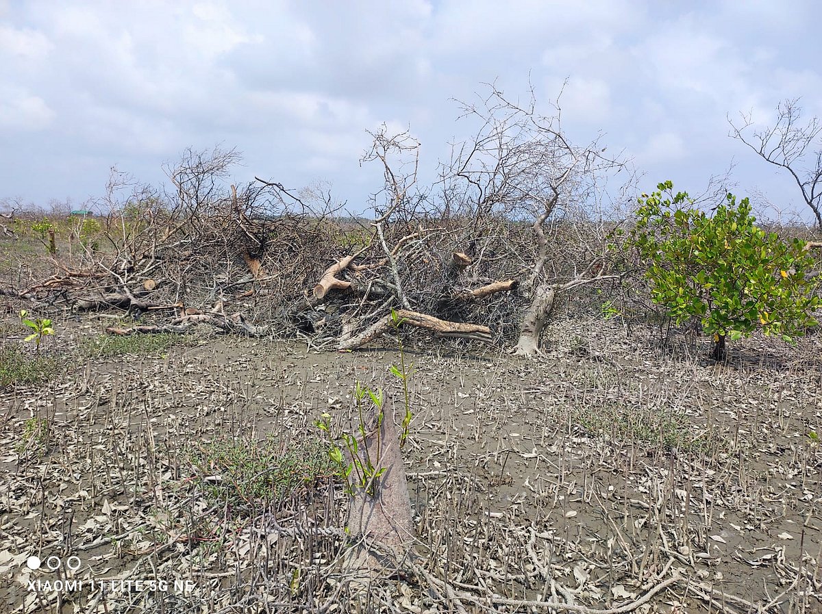 মহেশখালীর সোনাদিয়া দ্বীপে চিংড়িঘেরের জন্য কেটে ফেলা প্যারাবনের গাছ। সম্প্রতি দ্বীপের উত্তরে ঘটিভাঙা এলাকায়